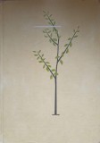Taierea Pomilor si Arbustilor Fructiferi - A. Negrila, Ceres, Romana, 1971, 164 pagini, hardcover