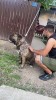 Old English Bulldogge, Pedigree