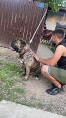 Old English Bulldogge