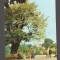 CPIB 20781 CARTE POSTALA - IASI. TEIUL LUI M. EMINESCU, GRADINA COPOU, RPR