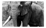Tablou Canvas, "Uriașul elefant din savana africană", Imposing, Majestic, Wrinkled, Elephant, Powerful, Tusks, Nature, Enduring, 39 x 26 cm, CMCLASS