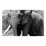 Tablou Canvas, "Uriașul elefant din savana africană", Imposing, Majestic, Wrinkled, Elephant, Powerful, Tusks, Nature, Enduring, 39 x 26 cm, CMCLASS