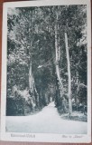 Carte postala, Ramnicul-Valcii, alee in Zavoi, perioada interbelica