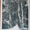 Carte postala, Ramnicul-Valcii, alee in Zavoi, perioada interbelica
