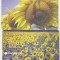 bnk card Cartela telefonica 2003 - Floarea soarelui RO-ROM-0199