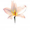Sticker decorativ Floare Crin, Alb, 61 cm, 8057ST
