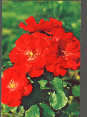 CPIB 15108 - FELICITARE. FLORI, TRANDAFIRI. IMPRIMATA IN RUSIA, MOSCOVA foto