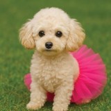 Fusta pentru c&acirc;ini, Tutu fucsia, One Size, CMCLASS