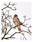 Tablou Canvas, "Vulturul pe ramuri uscate iarna", Majestic, Hawk, Perched, Bare, Branches, Observant, Sky, Silent, Still, Nature, 26 x 39 cm, CMCLASS