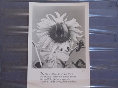 FLORI - MARGARETA - TEXT DEDESUBT DE TERSTEEGEN - CIRCULATA, SCRISA PE VERSO - foto