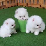 Pomeranian mini toy
