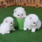 Pomeranian mini toy