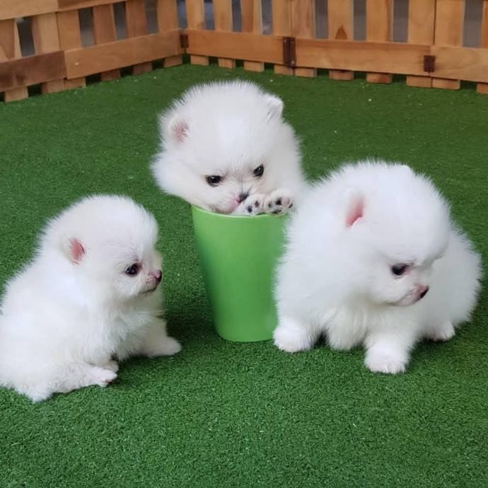 Pomeranian mini toy