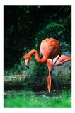 Tablou Canvas, "Flamingo &icirc;n lumina dimineții răcoroase", Flamingo, Eleganță, Frumusețe, Natură, Roz, Verdeață, Grație, Reflecție, 26 x 39 cm, CMCLASS