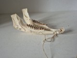 (1) Mandibula caprior trofeu vanatoare autentic Bock 7 1/4 os natural colectie decor rustic cabinete curiozitati medicina veterinara lungime 16cm