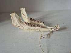 (1) Mandibula caprior trofeu vanatoare autentic Bock 7 1/4 os natural colectie decor rustic cabinete curiozitati medicina veterinara lungime 16cm