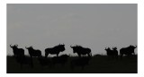 Tablou Canvas, "Turma de gnu &icirc;n amurg seren", Silhouette, Wilderness, Antelopes, Dusk, Grazing, Horizon, Shadows, Grassland, 39 x 26 cm, CMCLASS