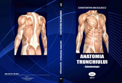 Anatomia trunchiului - Splanhnologia foto