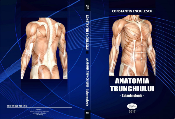 Anatomia trunchiului - Splanhnologia