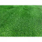 Covor Iarba Artificiala, Tip Gazon, Verde, 20 mm, 200x400 cm
