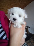 Bichoni frise