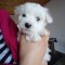 Bichoni frise