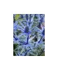 Radacini Eryngium Alp Blue Star, Ciulin albastru, I, Oem