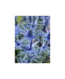 Radacini Eryngium Alp Blue Star, Ciulin albastru, I, Oem