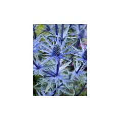 Radacini Eryngium Alp Blue Star, Ciulin albastru, I