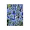 Radacini Eryngium Alp Blue Star, Ciulin albastru, I