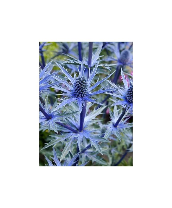 Radacini Eryngium Alp Blue Star, Ciulin albastru, I