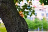 Tablou Canvas, "Veverița și nuca aurie &icirc;n copac", Veveriță, Copac, Nucă, Parcul, Natură, Ramură, Frunze, Veveriță Roșcată, Trunchi Robust, Fundal Urba