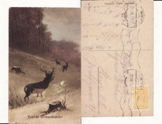 Ilustrata animale -cerbi-vanatoare