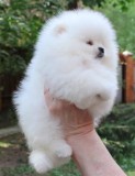 Pomeranian boo