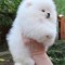 Pomeranian boo