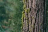 Tablou Canvas, "Coaja copacului acoperită de mușchi verde", Copac, Scoarță, Mușchi, Verde, Textură, Natură, Pădure, Detaliu, Liniște, Echilibru, 39 x