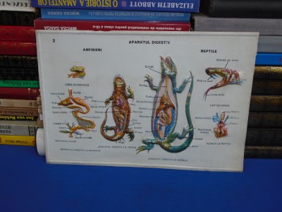 PLANSA DIDACTICA , PERIOADA COMUNISTA : APARATUL DIGESTIV _ AMFIBIENI SI REPTILE foto