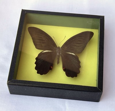Rar!!! Frumos insectar cu fluturele Papilio Protenor foto