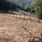 Teren splendid 6500 mp vanzare la Cerna-Sat intravilan amonte de Baile Herculane