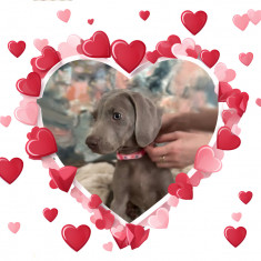 Pui brac de Weimar | Weimaraner