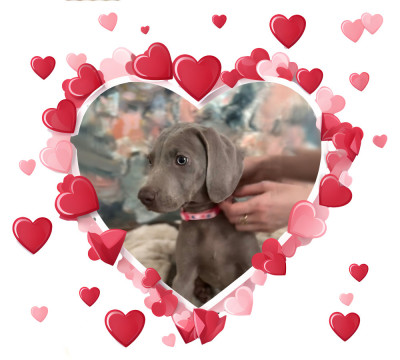 Pui brac de Weimar | Weimaraner foto