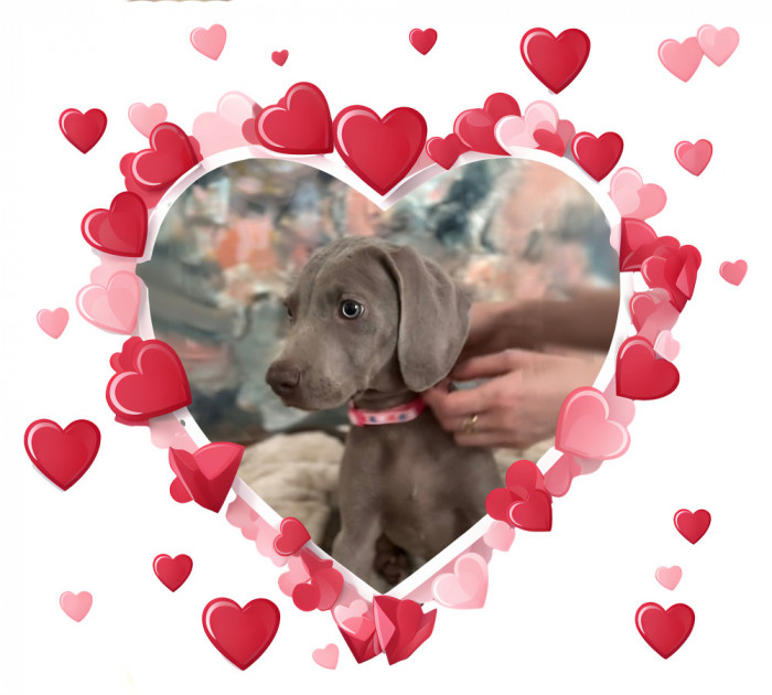 Pui brac de Weimar | Weimaraner