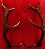 2 coarne de cerbi carpatini peste 80 respectiv 90 cm lungime