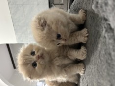 Pisica Scottish fold