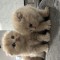 Pisica Scottish fold