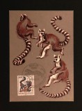 Carte Maximă Maximum Card DDR 1986 Aniversare 125 Ani Grădina Zoologică Dresden Lemur Katta Ștampilată Berlin - A992