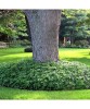 Planta Pachysandra terminalis Green Carpet P9, ghiveci 9cm, Oem