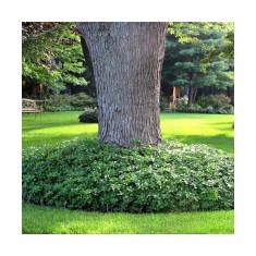 Planta Pachysandra terminalis Green Carpet P9, ghiveci 9cm
