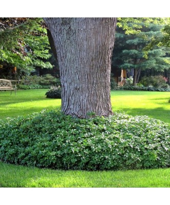 Planta Pachysandra terminalis Green Carpet P9, ghiveci 9cm foto