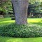 Planta Pachysandra terminalis Green Carpet P9, ghiveci 9cm